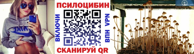 как найти Трубчевск Псилоцибиновые грибы GOLDEN TEACHER